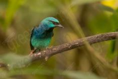 Saí Azul 2 <em>(1366)</em>