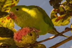 Periquito 2 <em>(1367)</em>