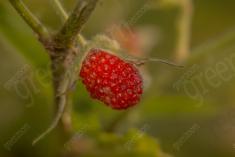 Framboesa 4 <em>(1368)</em>