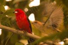 Tié Sangue 1 <em>(1369)</em>