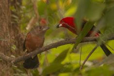 Tié Sangue 2 <em>(1370)</em>