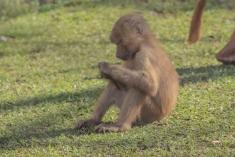 Macaco 19 <em>(1372)</em>