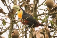 Tucano 5 <em>(1373)</em>