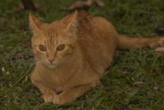 Gato 1 <em>(1374)</em>