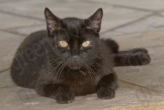 Gato 2 <em>(1375)</em>
