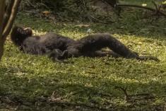 Macaco 30 <em>(1377)</em>