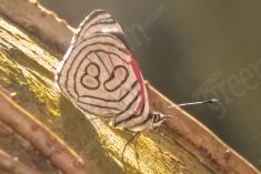 Borboleta 67 <em>(1378)</em>