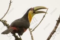 Tucano 1 <em>(1379)</em>