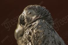 Papagaio 2 <em>(1382)</em>