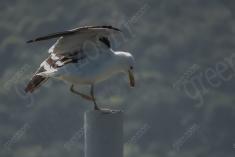 Gaivota 1 <em>(1392)</em>