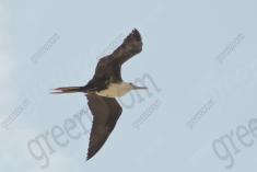 Gaivota 2 <em>(1393)</em>