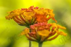 Flor 86 <em>(1394)</em>