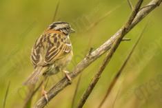 Tico Tico 2 <em>(1398)</em>