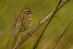 Tico Tico 3 <em>(1399)</em>