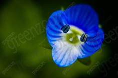Flor 103 <em>(140)</em>