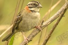 Tico Tico 4 <em>(1400)</em>