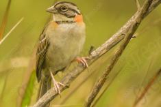 Tico Tico 5 <em>(1401)</em>