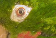 Olhos 12 <em>(1406)</em>
