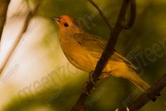 Canario da Terra 4 <em>(1415)</em>