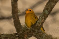 Canario da Terra 5 <em>(1426)</em>