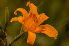 Flor 87 <em>(1429)</em>