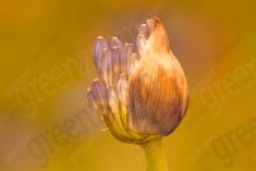 Flor 88 <em>(1430)</em>