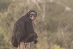 Macaco 20 <em>(1433)</em>