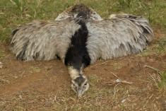 Ema 3 <em>(1434)</em>