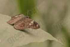 Mariposa 19 <em>(1438)</em>