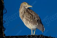 Socó 9 <em>(1439)</em>