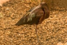 Coró Coró 1 <em>(1442)</em>