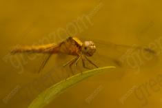 Libelula 21 <em>(1444)</em>