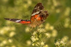 Borboleta 128 <em>(1445)</em>