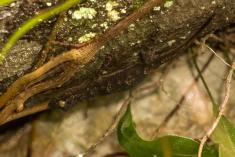 Lagartixa 6 <em>(1446)</em>