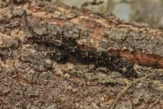 Lagartixa 7 <em>(1447)</em>