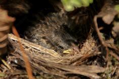 Tico Tico 6 <em>(1448)</em>