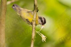 Cambacica 2 <em>(1451)</em>