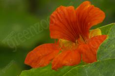 Flor 89 <em>(1452)</em>