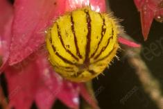 Flor 90 <em>(1453)</em>