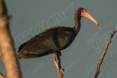 Coró Coró 5 <em>(1456)</em>