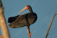 Coró Coró 3 <em>(1457)</em>