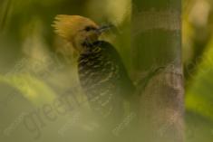 Pica Pau 12 <em>(1458)</em>