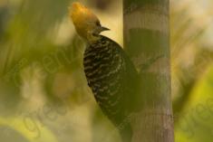 Pica Pau 13 <em>(1460)</em>