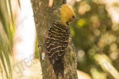 Pica Pau 14 <em>(1461)</em>