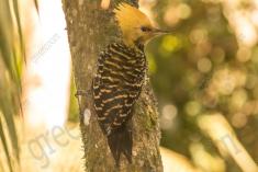 Pica Pau 15 <em>(1463)</em>