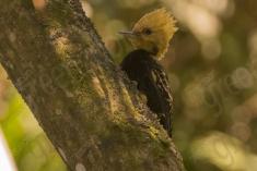 Pica Pau 17 <em>(1464)</em>