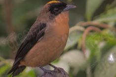 Tié de Topete 1 <em>(1465)</em>