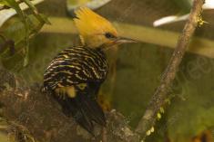 Pica Pau 18 <em>(1466)</em>