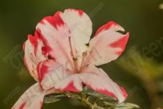 Flor 91 <em>(1470)</em>