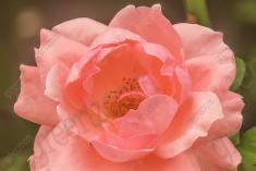 Flor 92 <em>(1471)</em>